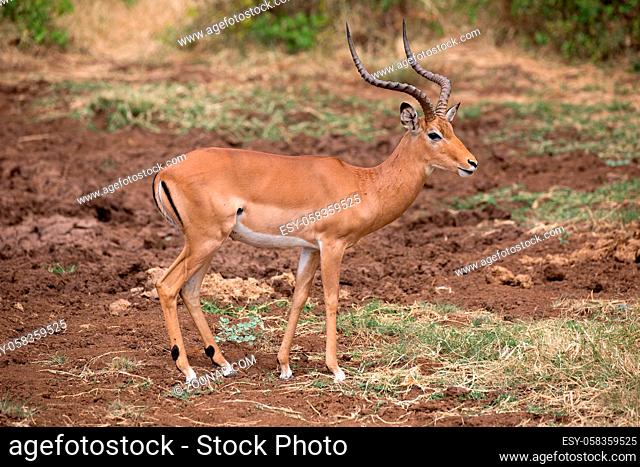 Impala im Lake Manyara Nationalpark in Tansania