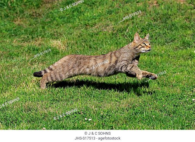 Scottish Wildcat, (Felis silvestris silvestris), adult jumping, Surrey, England, Europe