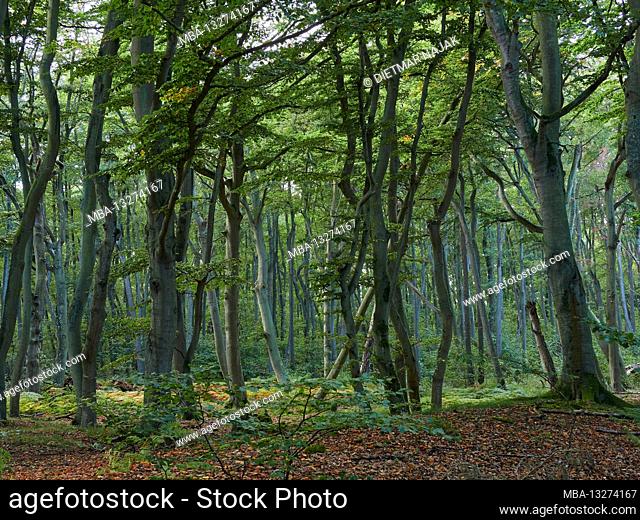 Mystical Darß Primeval Forest, Vorpommersche Boddenlandschaft National Park, Mecklenburg-Western Pomerania, Germany