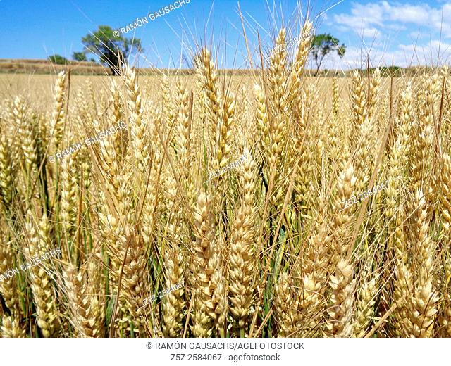 Wheat (Triticum spp.), Bages, Catalonia, Spain