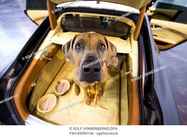 The dog ""Eragon"" (Rhodesian Ridgeback) sits in an Audi A7 Sportback at a photo call for the Essen Motor Show 2016 in Essen, Germany, 26 October 2016