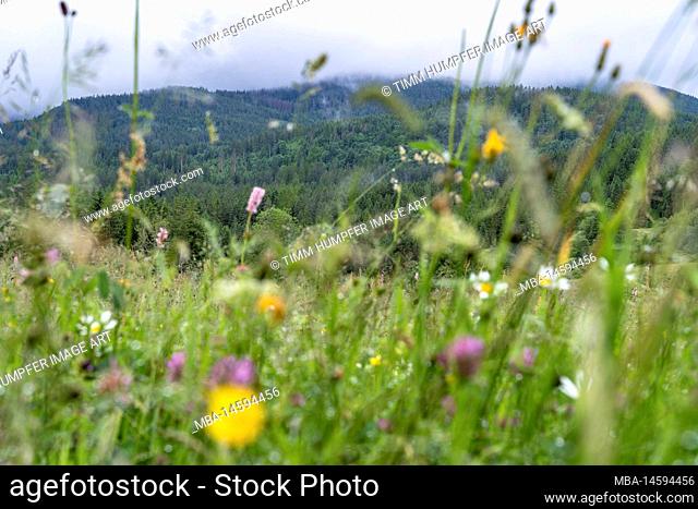 Europe, Germany, Southern Germany, Baden-Wuerttemberg, Black Forest, view from cottage farm over flower meadow to the Feldberg mountain