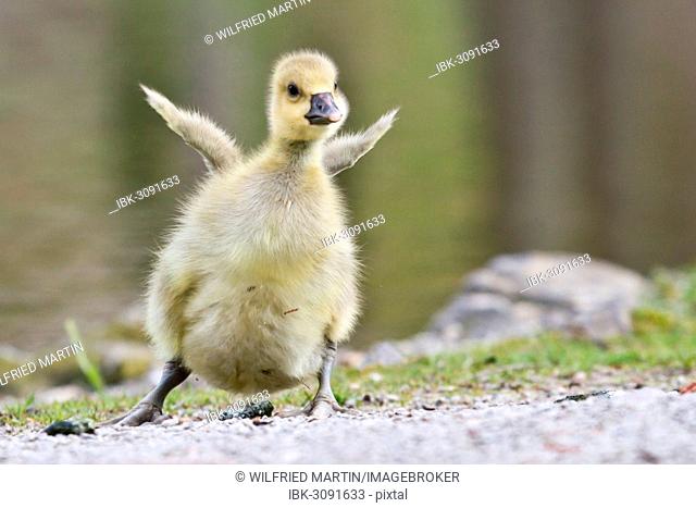 Greylag Goose (anser anser), gosling, North Hesse, Hesse, Germany
