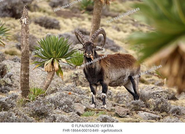 Walia Ibex Capra walie adult male, feeding on giant lobelia leaves, Simien Mountains, Ethiopia