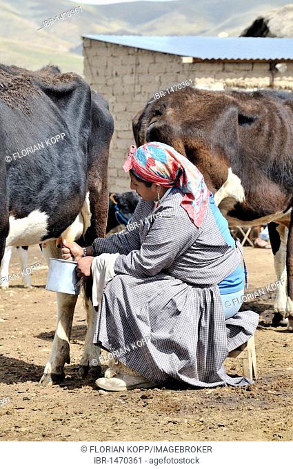 Dairy cow farming, woman milking cow, Altiplano Bolivian highland, Oruro Department, Bolivia, South America