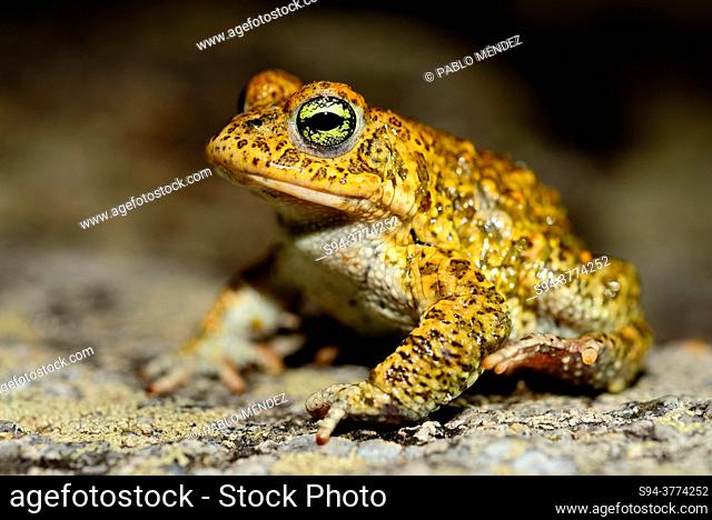 Natterjack toad (Epidalea calamita) in Muxia, A Coruña, Spain