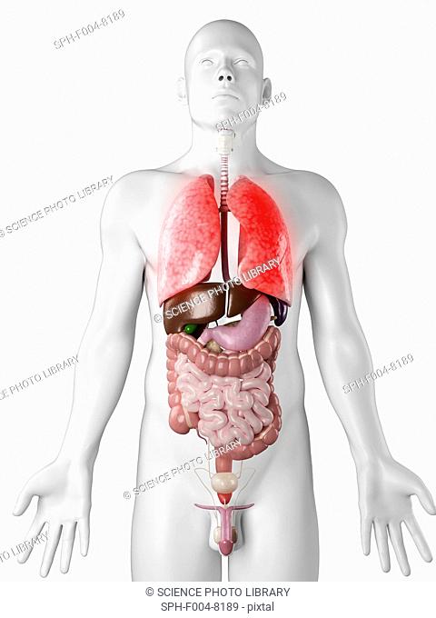 Lung disease, conceptual computer artwork