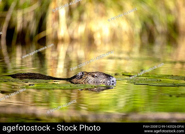 29 June 2020, Brandenburg, Brehmsdorf: A Nutria carries out its day's work between water lilies at the Großer Treppelsee