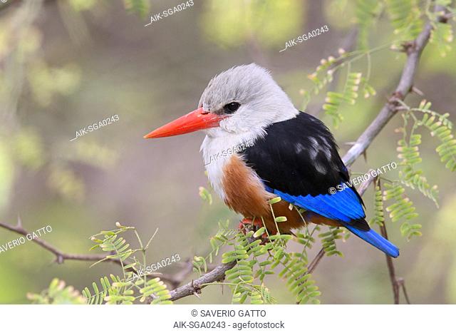 Grey-headed kingfisher, Santiago, Cape Verde (Halcyon leucocephala)