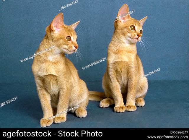 Fawn Abyssinian domestic cat, kitten sitting against blue background