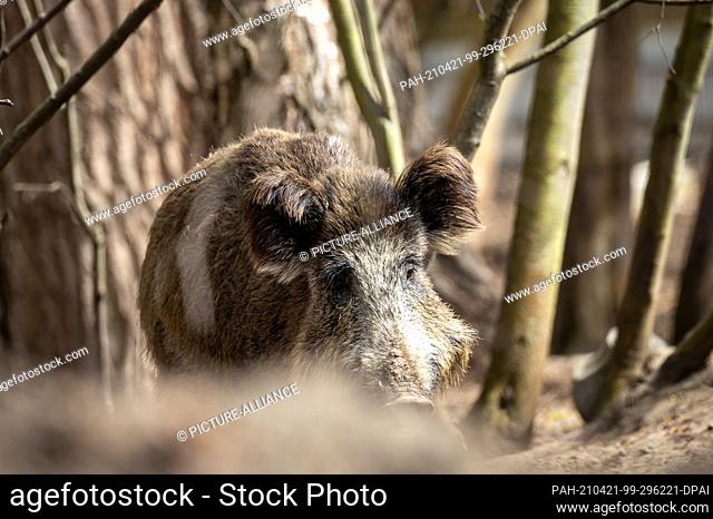 16 April 2021, Brandenburg, Kleinmachnow: In and around the Brandenburg town of Kleinmachnow there are very many wild boars