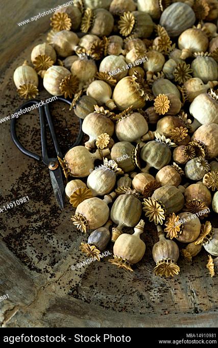 ripe poppy pods and seeds in an old wooden bowl, close up with nostalgic flower scissors
