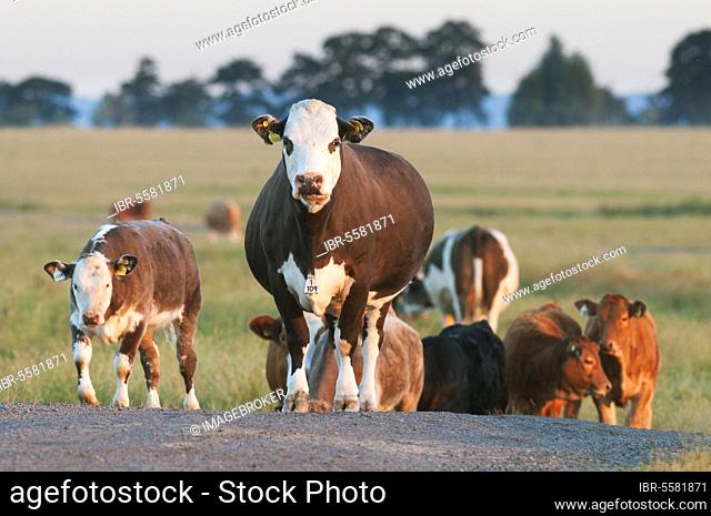 Domestic cattle, mixed breed cows and calves, with ear and neck markings, standing on the path in the coastal grazing marsh
