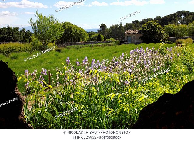 France, Provence Alpes Cote d'Azur, department of Bouches du rhone, Alpilles area, Saint Remy de Provence, Saint Paul de Mausole monastery, monastery garden