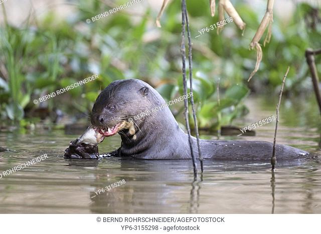Giant otter (Pteronura brasiliensis), adult feeding on fish in river, Pantanal, Mato Grosso, Brazil