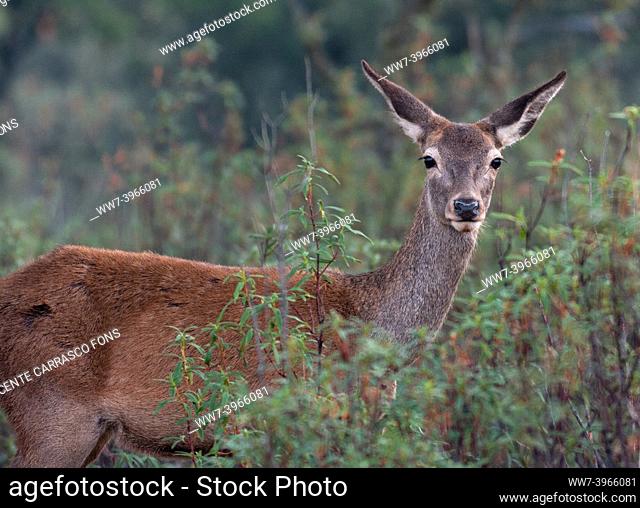 Red deer, Cervus elaphus, female, Toledo mountains, Spain