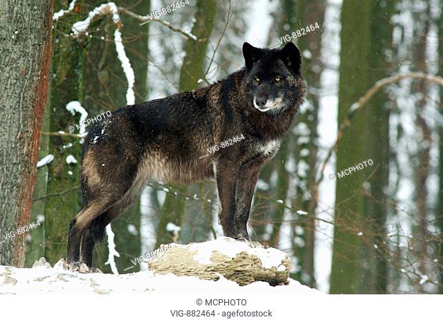 Timberwolf, (Canis lupus occidentalis), Mackenzie Valley Wolf, Baden-Wuerttemberg, GERMANY, Germany - GERMANY / Germany, 29/01/2005