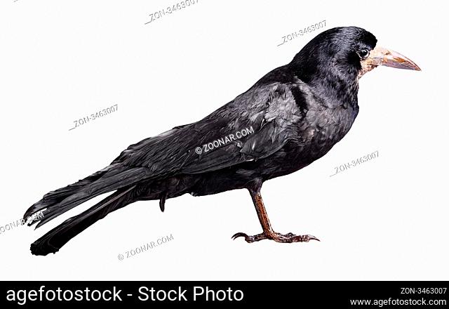 Black crow isolated on white background