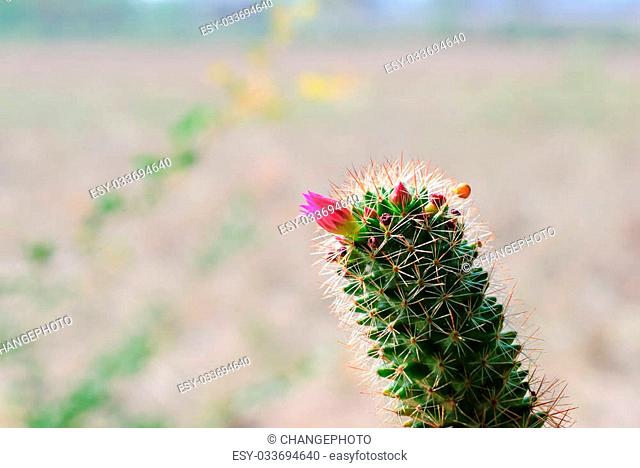 Pink Cactus Flower in vivid bloom image