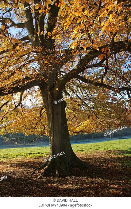 England, Gloucestershire, Westonbirt Arboretum, Autumn foliage at Westonbirt Arboretum