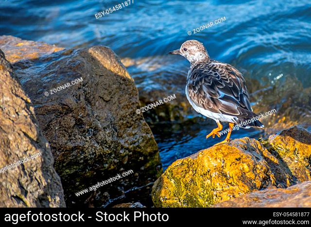 A small wading birds enjoying the view around the coastline of the seashore