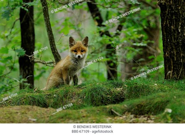 Young fox in forests of the Veluwe