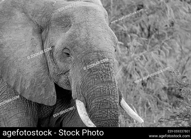 Side profile of an Elephant in black and white in the Kruger National Park, South Africa