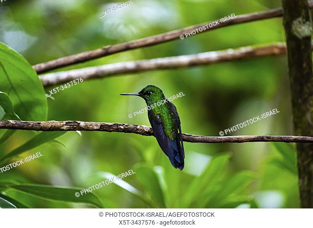 A male green-crowned brilliant hummingbird (Heliodoxa jacula) on a branch as seen from behind in the Costa Rican rainforst