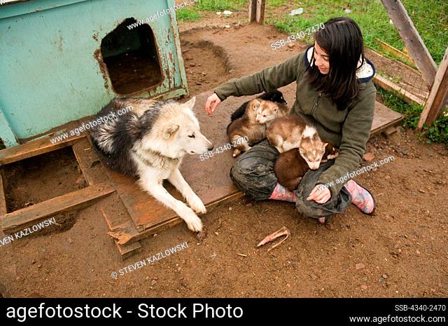 Caregiver visits an Inuit sled dog, Canis familiaris borealis, mother with her newborn puppies at a kennel in the city of Iqaluit, capital of Nunavut Territory