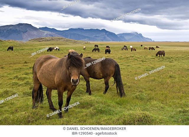 Icelandic horses near Hoefn, Iceland, Europe