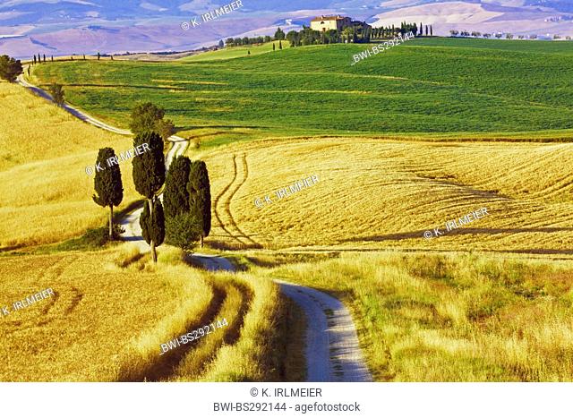 Italian cypress (Cupressus sempervirens), Cypresses by the wayside at Terrapille, Italy, Tuscany, Pienza