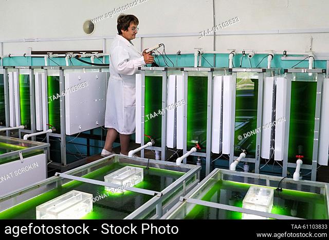 RUSSIA, SVERDLOVSK REGION - AUGUST 16, 2023: Fish engineer Tatyana Koshcheyeva at a facility for cultivating chlorella, a freshwater species of algae