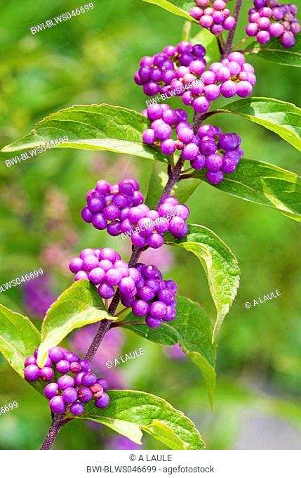 French mulberry Callicarpa americana, branch with fruit