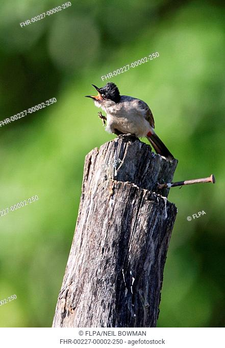 Sooty-headed Bulbul Pycnonotus aurigaster klossi adult, perched on fence post, scratching, Northern Thailand, november