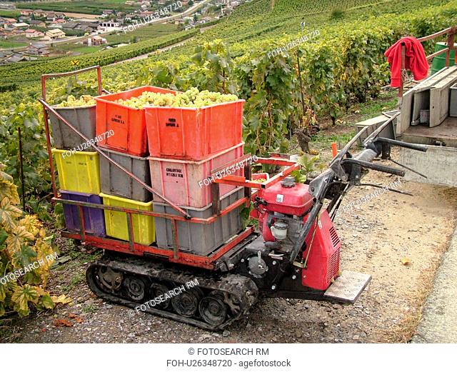 Switzerland, Europe, valais, wallis, Fully, Rhone Valley, Fendant Wine Region, wine harvest, vineyards, green grapes