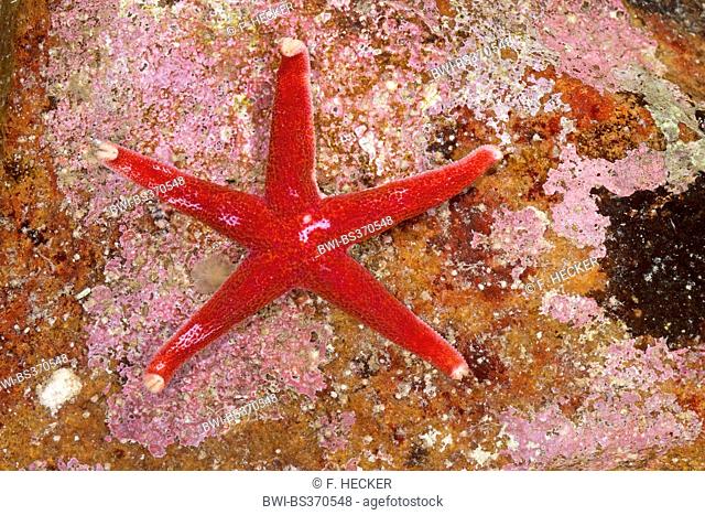 Atlantic Blood Star, Slender sea star, Polar slender sea star, Blood star, Bloody Henry, Northern Henricia, Blood starfish (Henricia spec