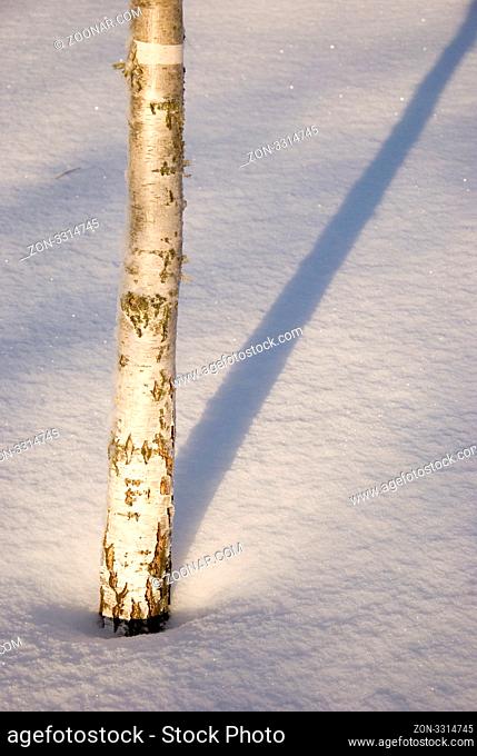 Fragment of small birch trunk beautifully sunlighted. Winter beauty