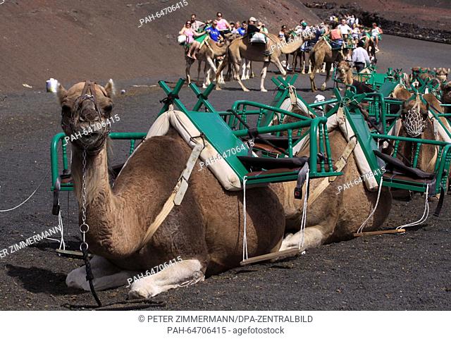 Tourists ride camels in the Timanfaya National Park on the Canary Island Lanzarote, Spain, 09 October 2015. The Timanfaya National Park is in the southwestern...