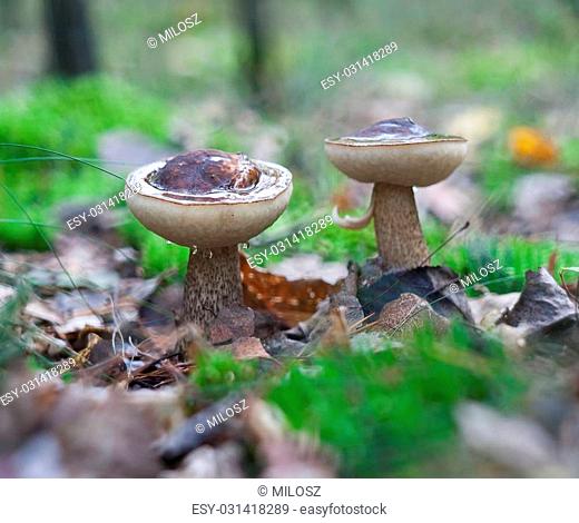 Beautiful leccinum scabrum mushroom in the autumnal forest