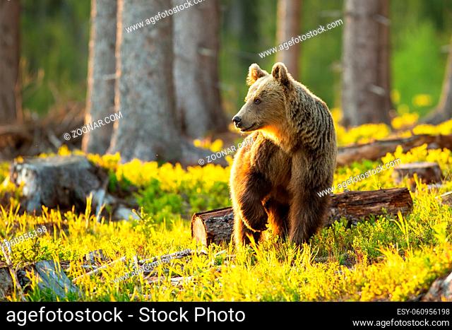 Curious brown bear, ursus arctos, looking aside with leg up in the air inside sunlit forest with massive spruce trees in background