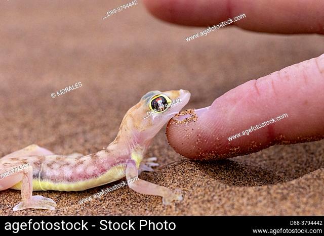Africa, Namibia, Swakopmund, Dorob National Park, Web-footed Gecko or Namib web-footed gecko (Palmatogecko rangei)