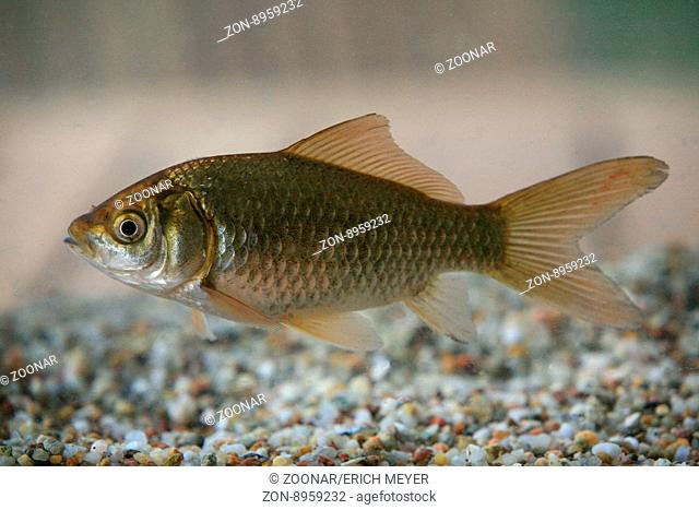 Goldfish, carassius auratus