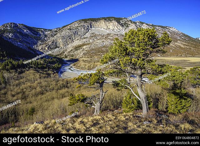 Pine trees on a hillside overlooking the Oldman River and Livingstone Gap in southern Alberta