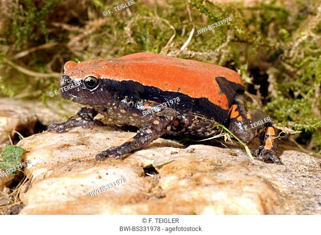 West African Rubber Frog (Phrynomantis microps, Phrynomerus microps), on a stone