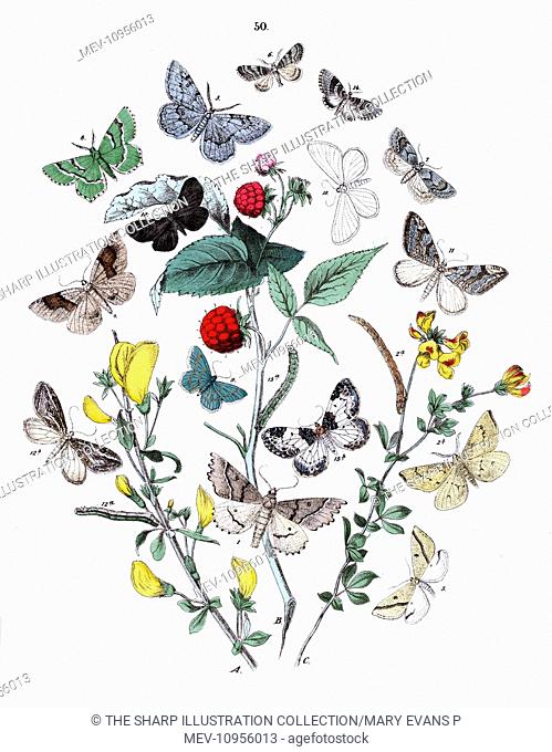 Illustration, Dendrometridae -- Phytometridae -- Odontopera Bidentata, Hypoplectis Adspersaria, Aspilates Gilvaria, Numeria Pulveraria, Gnophos Dilucidaria
