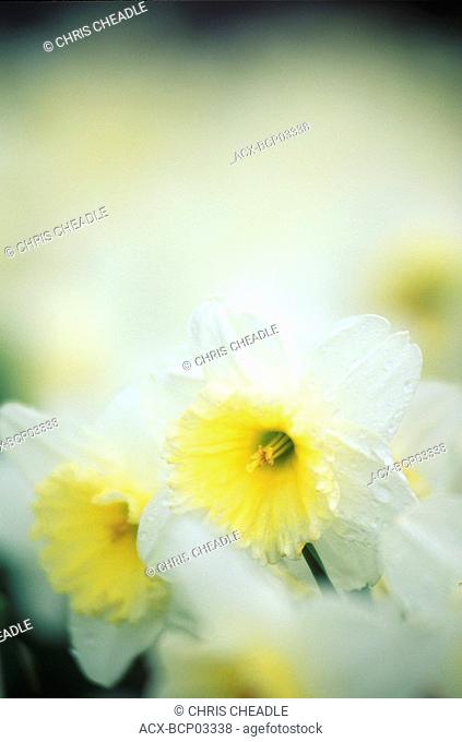spring flower daffodils, Victoria, Vancouver Island, British Columbia, Canada
