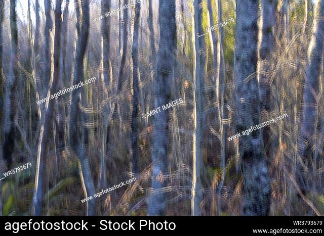Blurred abstract view of alder tree trunks, in a forest