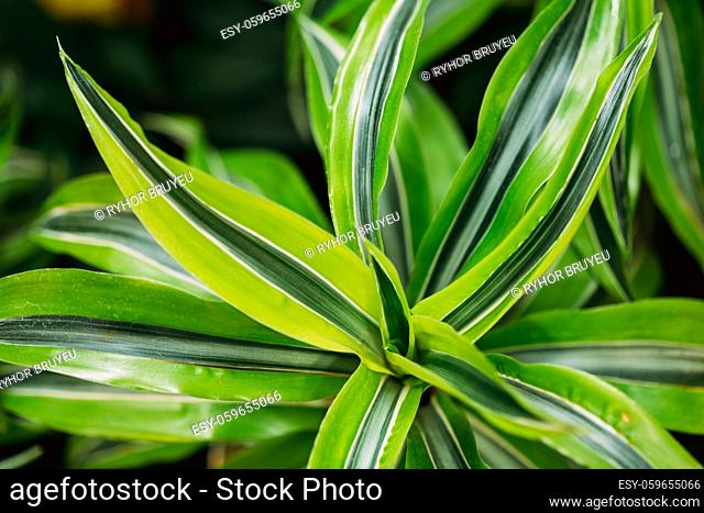 Green Leaves Of Plant Dracaena. Female Dragon Plant. Family Asparagaceae, Subfamily Nolinoideae