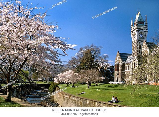 University of Otago clocktower in spring Dunedin New Zealand