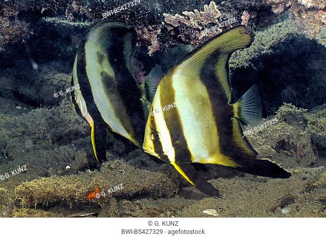Orbicular batfish (Platax cf. orbicularis), juveniles, Egypt, Red Sea, Hurghada